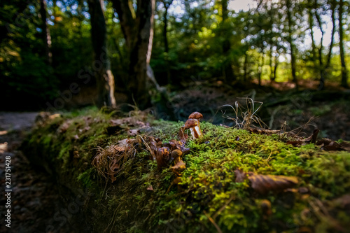 Small macro photographed mushroom highlighted in a dark autumn forest