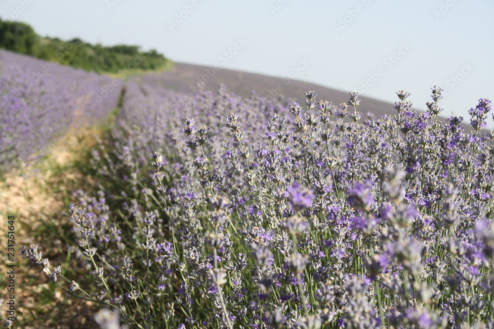 lavender field in Bulgaria