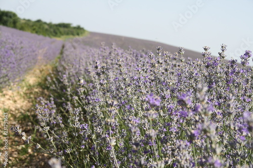 lavender field in Bulgaria