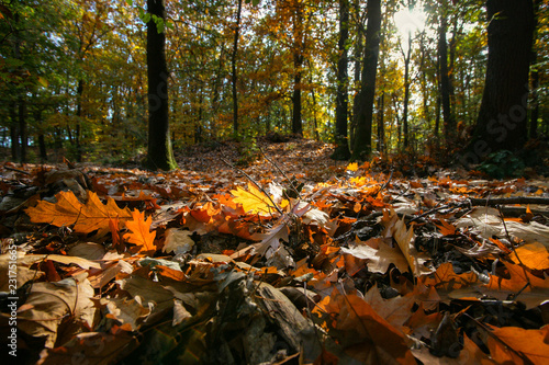 Forest with fallen colored leaves on the ground and seasenal autumn light