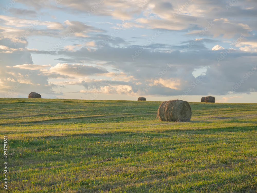 hayfield. rural field in the evening light