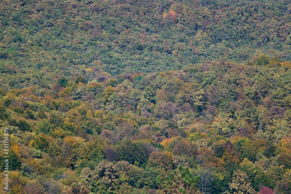 autumn forest on the mountainside. abstract background