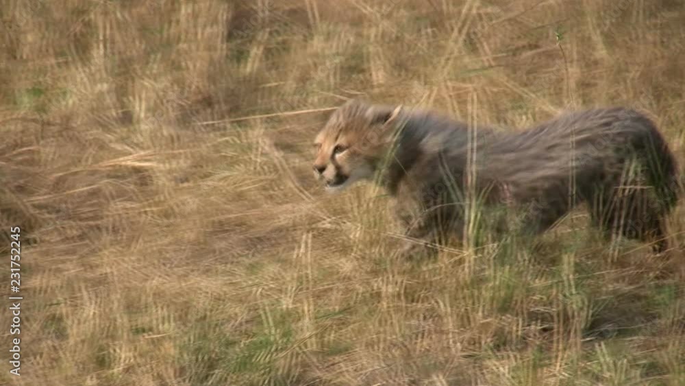 A very young cheetah cub learns how to stalk a prey.mov A very young cheetah cub learns how to stalk a prey.mov