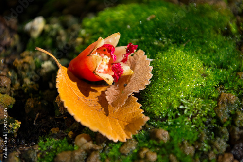 Close-up detail of a Fallen Pomegranate Flower and Elm Leaves on Bonsai Akadama Soil and Moss