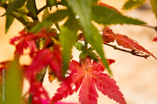 Close-up detail of Japanese Maple Leaves - Acer Palmatum Deshojo Bonsai Tree
