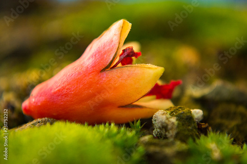 Close-up detail of a Fallen Pomegranate Flower on Bonsai Akadama Soil and Moss