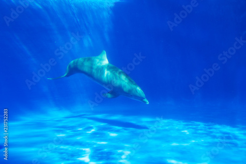 Dolphin swims under the water in aquarium. Blue water © lizaelesina