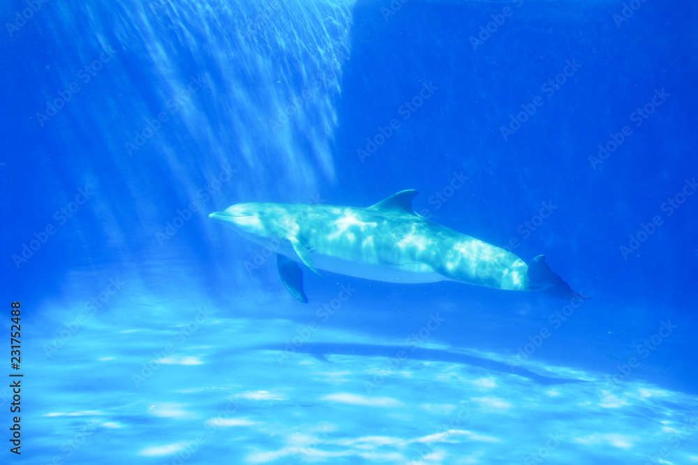 Fototapeta premium Dolphin swims under the water in aquarium. Blue water