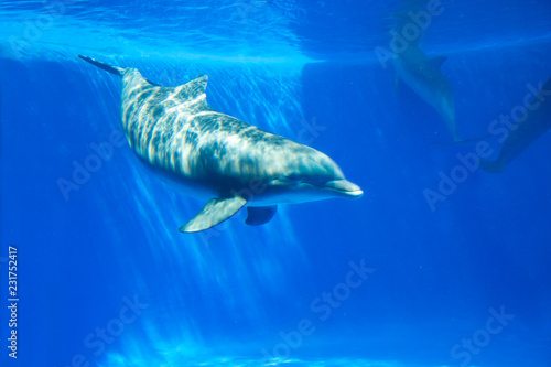 Dolphin swims under the water in aquarium. Blue water © lizaelesina