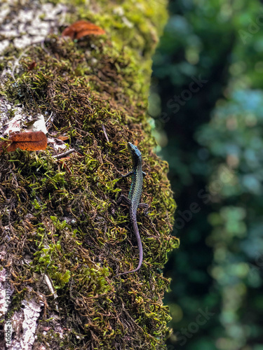 photo green lizard on the trunk of a tree overgrown with moss