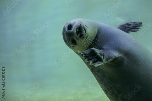 gray seal saying hello