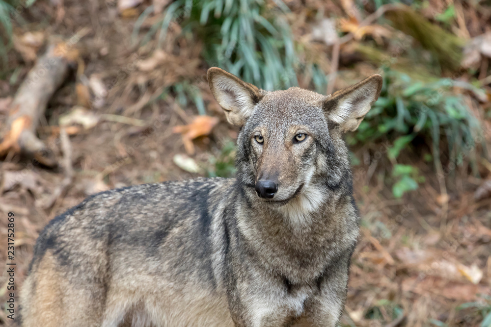 Red Wolf (Canis rufus) in Woods Red Wolf (Canis rufus) in Woods