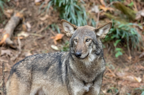 Red Wolf  Canis rufus  in Woods