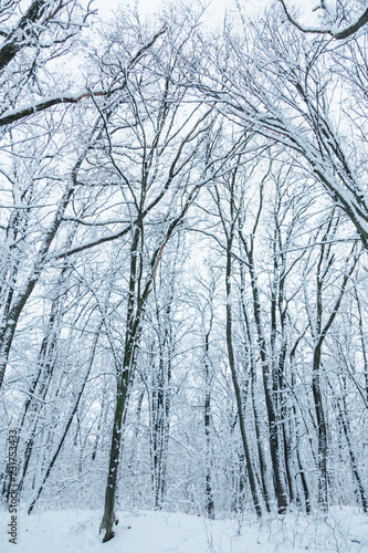 snow forest, trees in the snow, the first snow