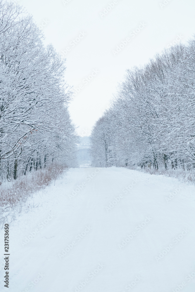 Fototapeta premium snow forest, trees in the snow, the first snow