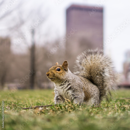 squirrel on grass in a city park 