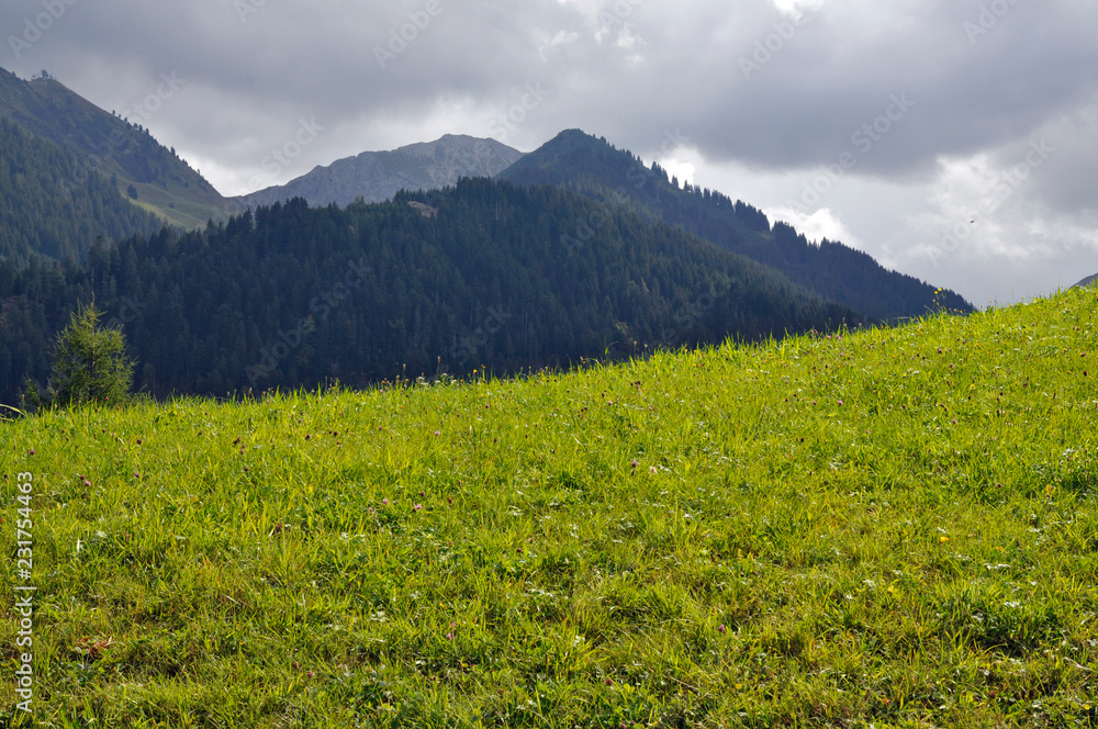 Fototapeta premium weide im kleinwalsertal