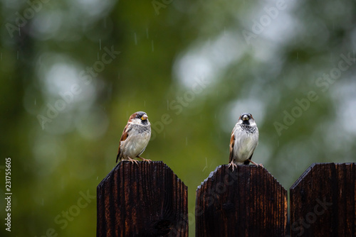 Two sparrows sitting on a wooden plank fence in the rain with a green blurred background. © Mary Lynn Strand