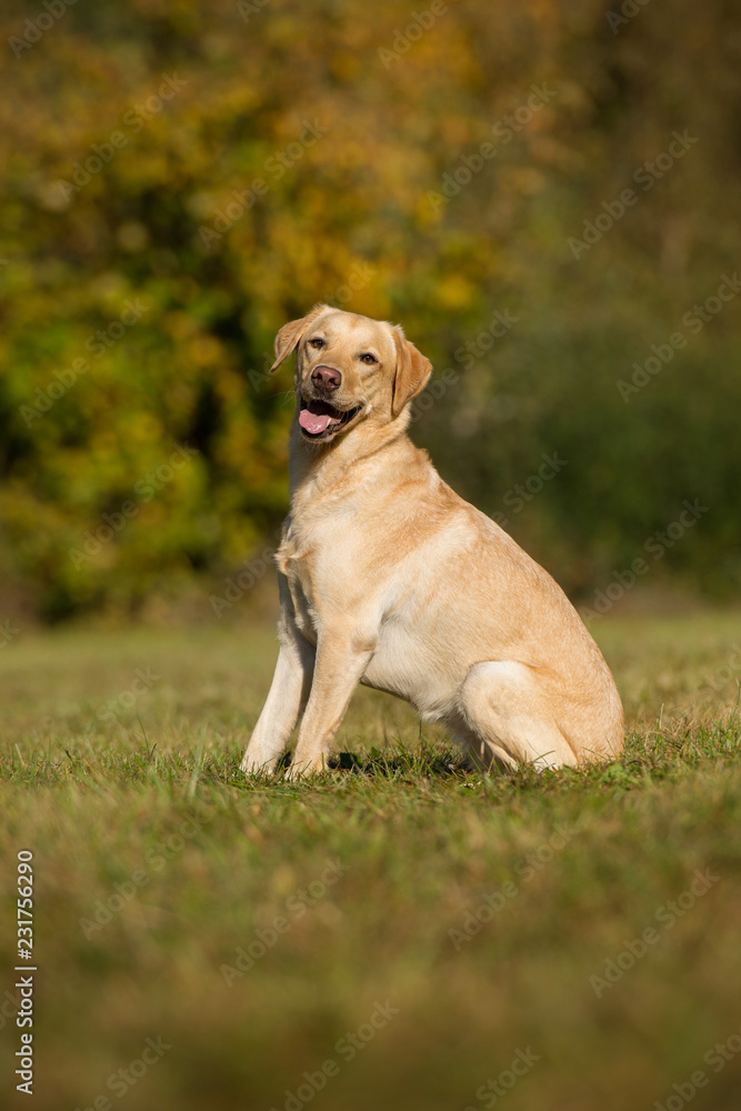 Labrador retriever dog sitting in autumn landscape Labrador retriever dog sitting in autumn landscape