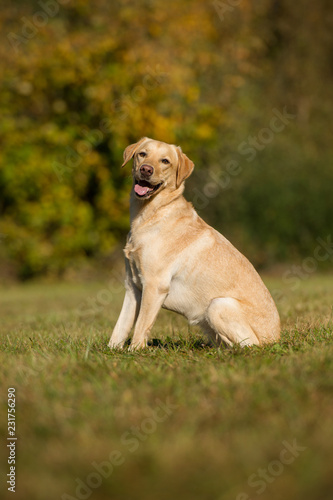 Labrador retriever dog sitting in autumn landscape