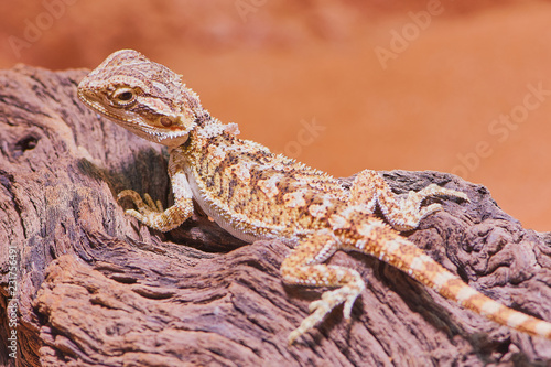 macro color photo of a female bearded dragon lying on a branch