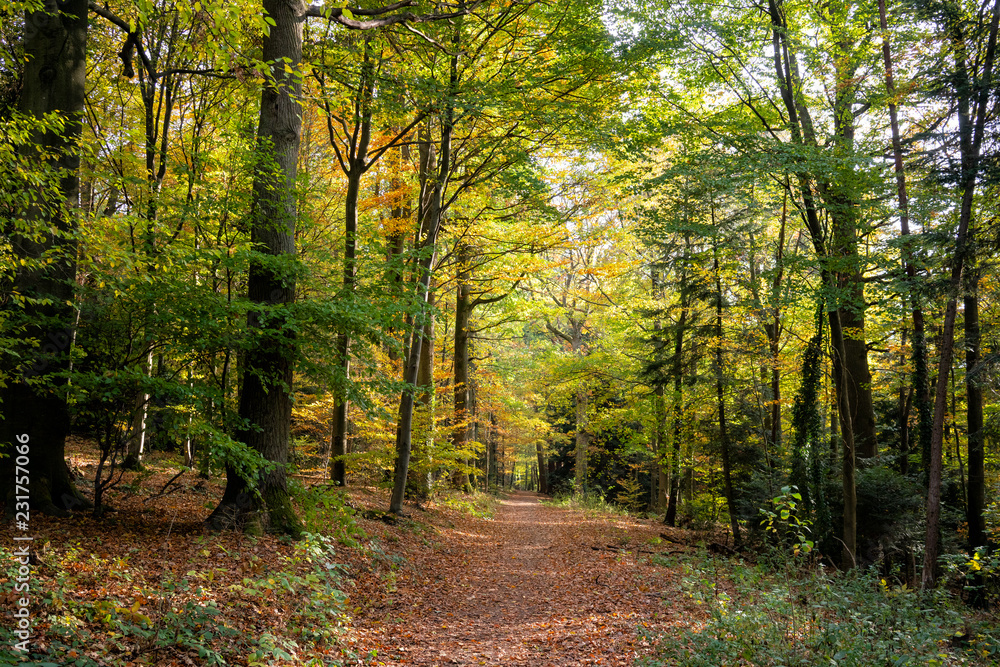 Forest path in autumn with foliage in rich colors (Black Forest, Baden-Wuerttemberg, Germany)