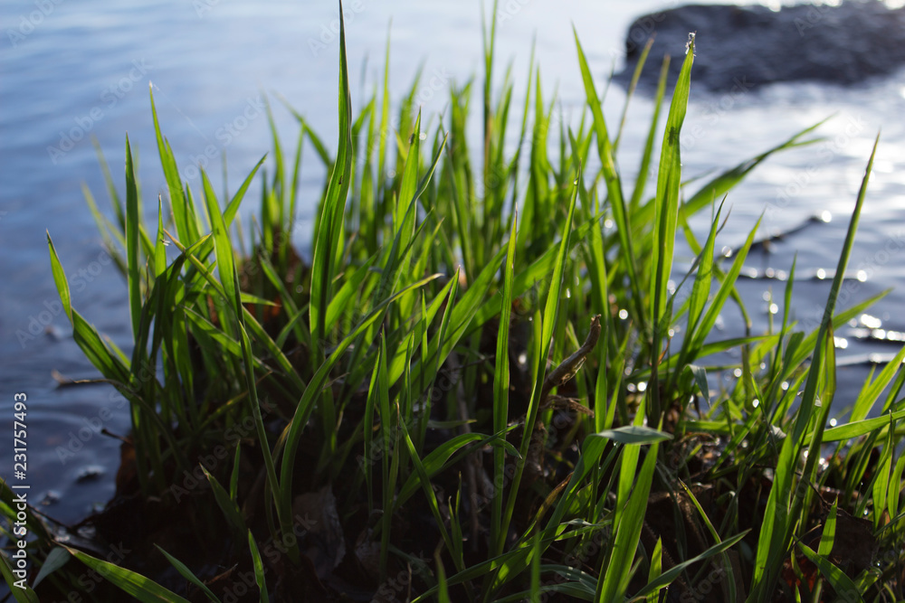 Obraz premium Grass near the water