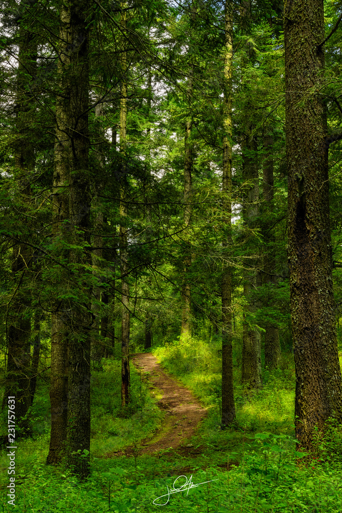 Walk among the trees