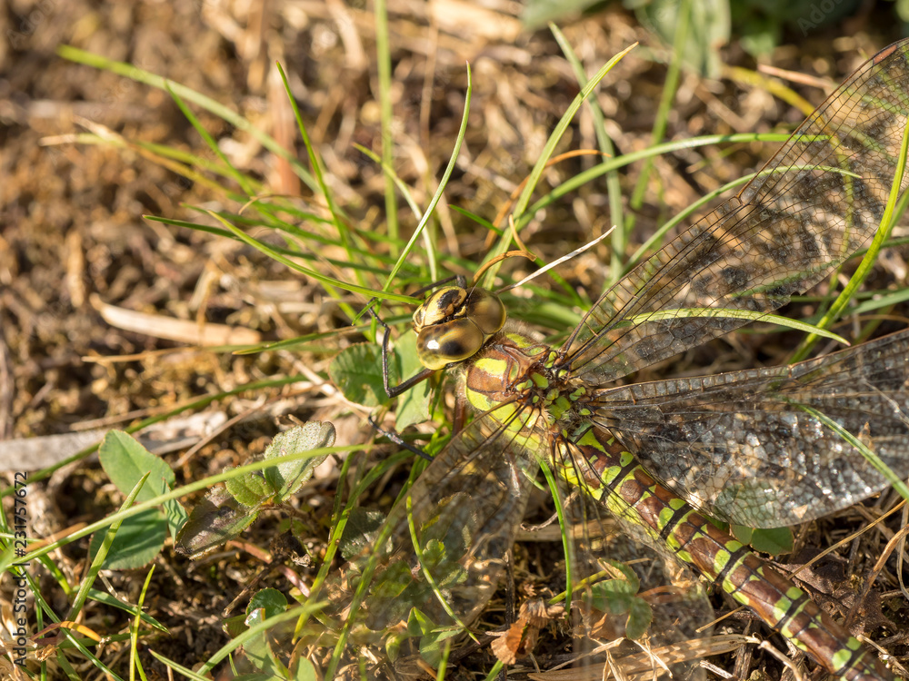 Aeshna juncea. La grande libellule Aeschne des joncs (femelle), à l'affût, se confond aux herbes en adaptant ses couleurs