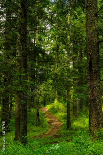 Walk among the trees © Jarrod