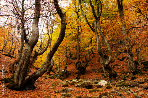autumn scene with beech trees