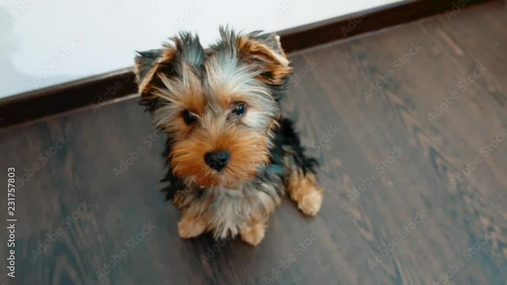 yorkshire terrier dog pet indoors sits on the floor a little sweetie. Front view of a Yorkshire Terrier sitting lifestyle concept yorkshire terrier dog pet indoors sits on the floor a little sweetie. Front view of a Yorkshire Terrier sitting lifestyle concept
