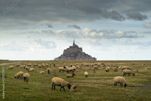 sheeps on the field with grass in front of castle in France