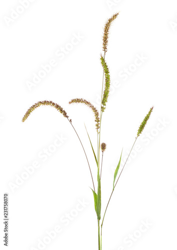 Spikelets isolated on a white background