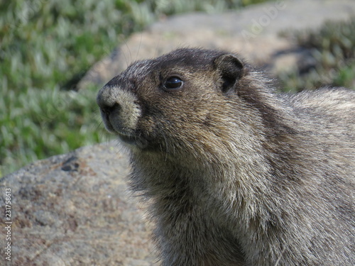 portrait of Marmot