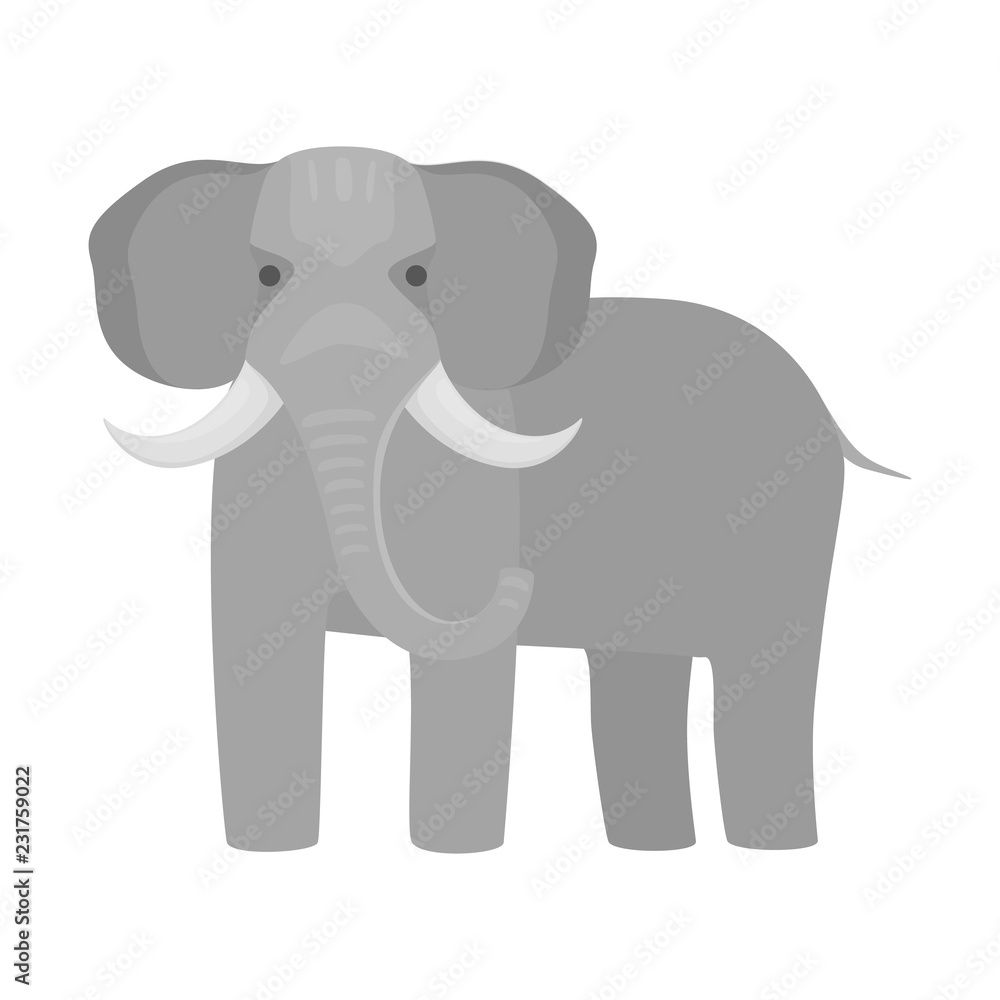 Cute elephant in wildlife. Mammal big animal