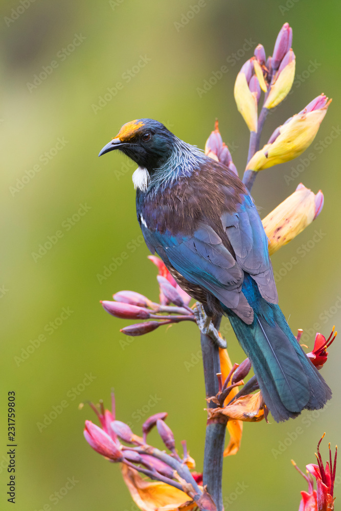 Chatham Tui (Prosthemadera Novaeseelandiae Chathamensis) on Main Island Ofchatham Islands