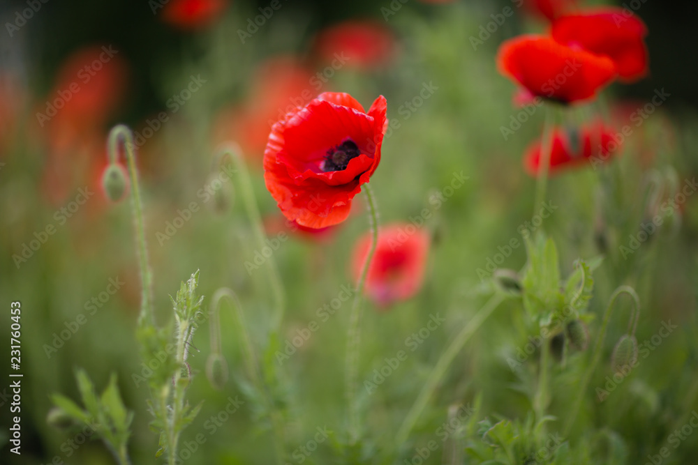 Fototapeta premium Poppies for Remembrance Day