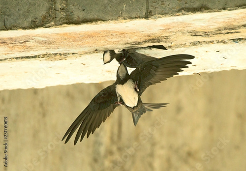 Alpine Swift in Flight Near Nest photo