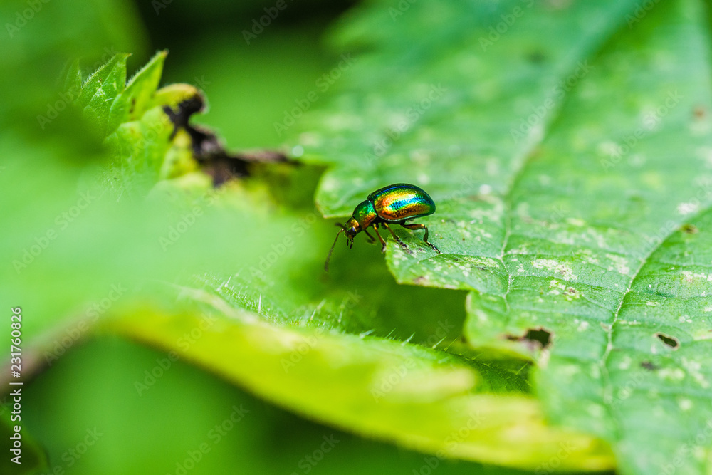 Fototapeta premium OLYMPUS DIGITAL CAMERA