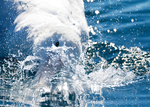 Gibson's Albatross (Diomedea Gibsoni) Swimming Offshore on Kaikoura photo