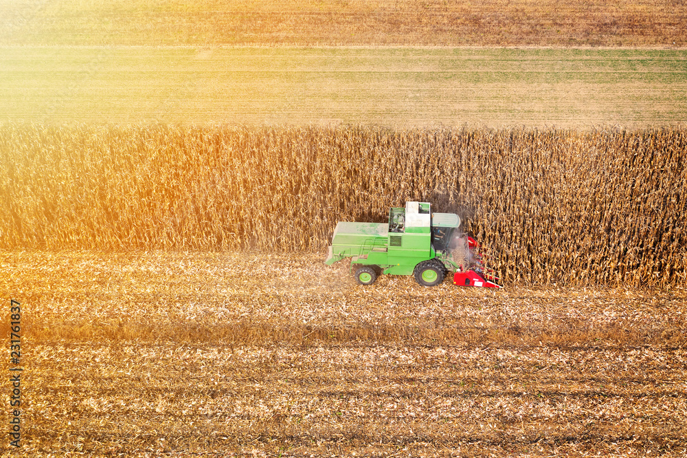 Fototapeta premium Harvesting corn in autumn Aerial skyline shot