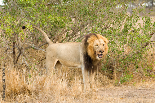 Wallpaper Mural Male African Lion