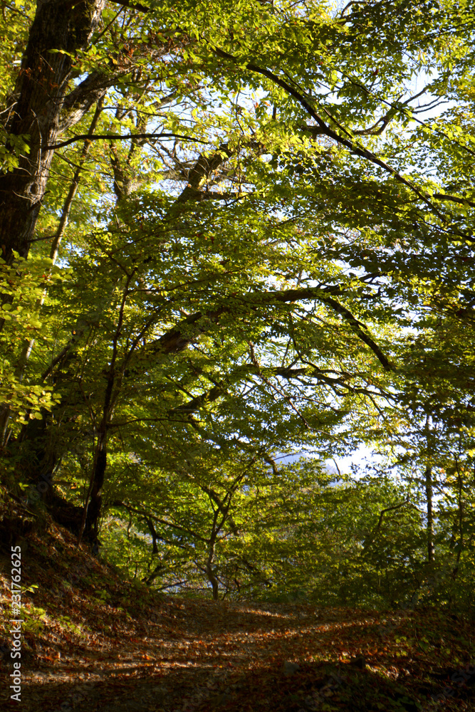 Forest road. Forest landscape. Forest natural background Forest road. Forest landscape. Forest natural background