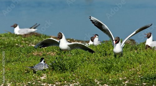 Black Headed Gull Adult Summerplumage Flying photo