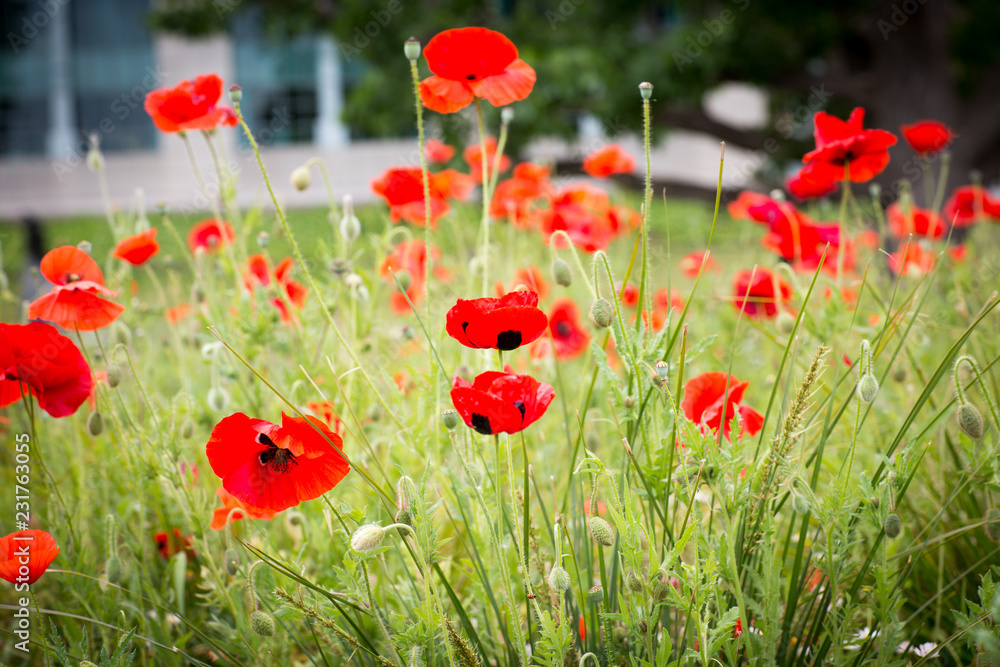 Fototapeta premium Poppies for Remembrance Day