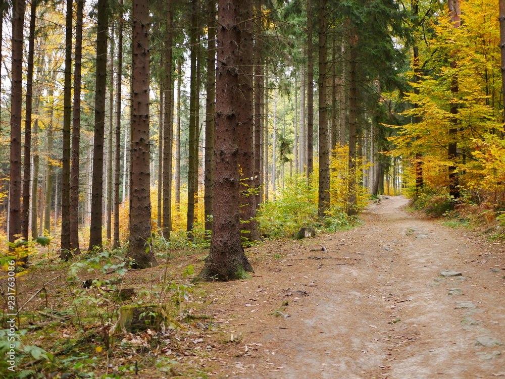 Fototapeta premium Laubwald auf dem Rauenstein min Elbsandsteingebirge (Sächsische Schweiz) 