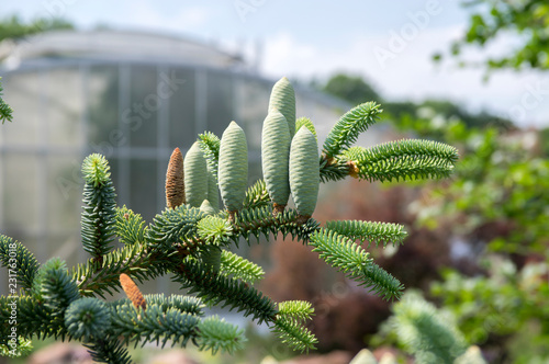 Abies pinsapo coniferous tree branches full of needles and with green unripened cones photo