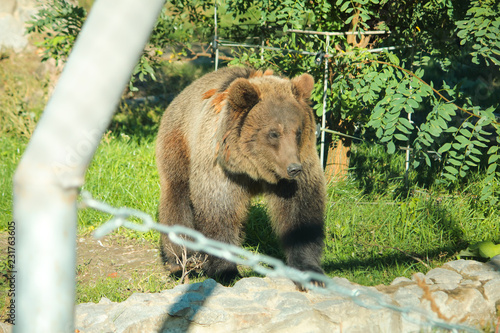Brown bear sits in zoo on wooden floor. © yarohork
