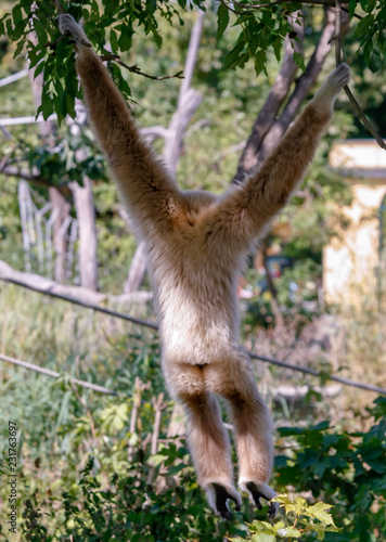 Swinging monkey from behind © Michelle Silke